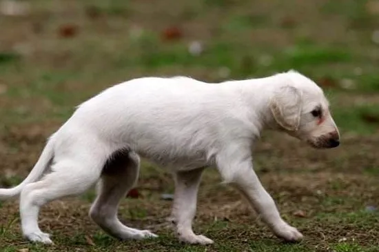 幼犬拉血嘔吐怎么辦