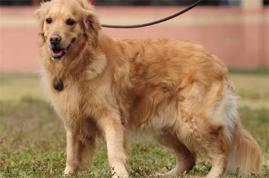 金毛犬皮膚病怎么治，剔除毛發配合涂藥便能盡快恢復