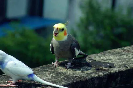 玄鳳鸚鵡一次吃多少