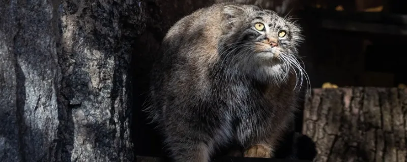 兔猻可以飼養嗎