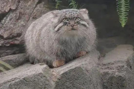 兔猻可以飼養嗎