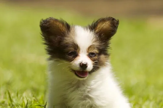 蝴蝶犬幼犬吃什么