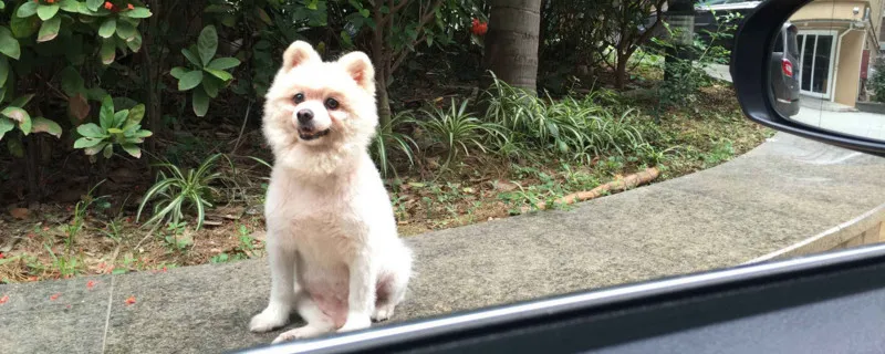 幼犬到家一直叫怎么辦