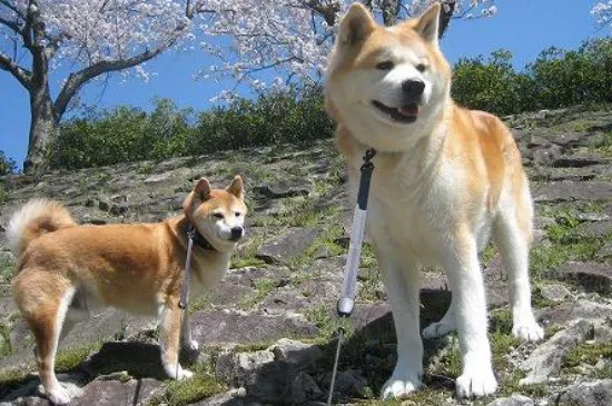 秋田犬怎么訓練不亂吃東西