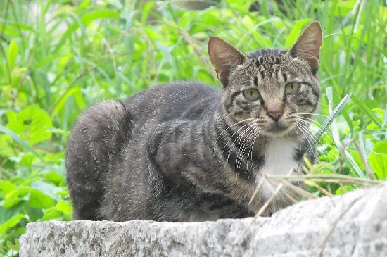 野貓一般會把窩建在哪里