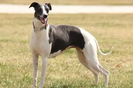 逮兔子的狗叫什么犬