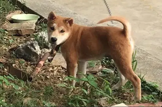 土狗和柴犬的區別