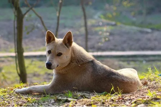 土狗和柴犬的區別