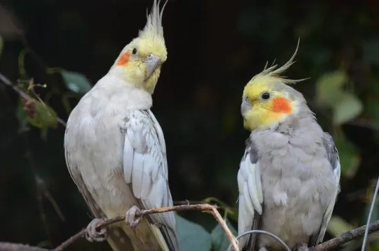 玄鳳鸚鵡公母怎么區分