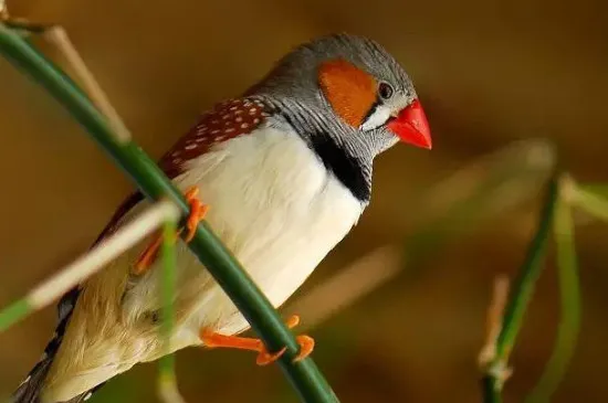 珍珠鳥怎么分公母