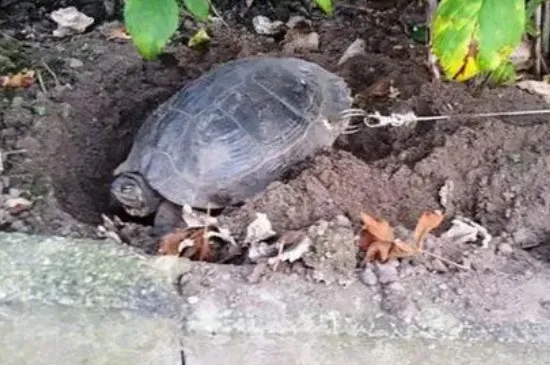 烏龜從高處摔下會死嗎