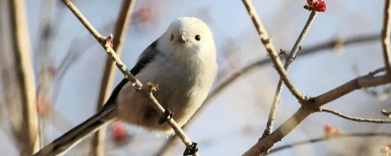 北長尾山雀能養嗎