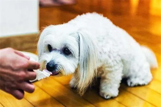 狗不吃狗糧是生病了嗎，不一定但要調整飲食并及時就醫