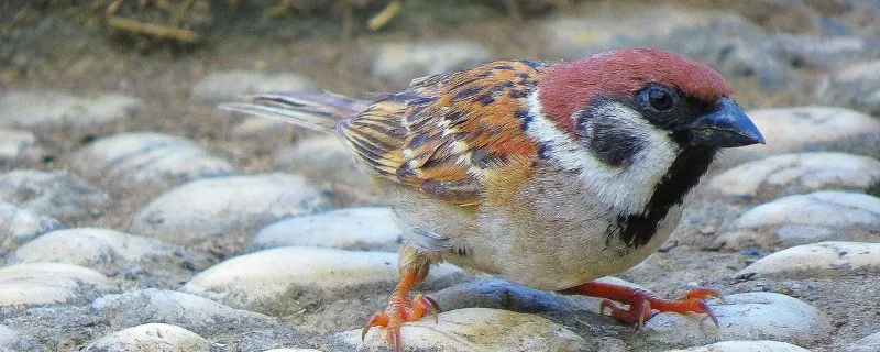 99種鳥的名稱