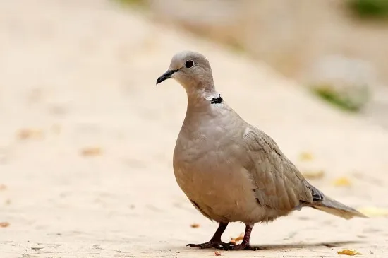 99種鳥的名稱