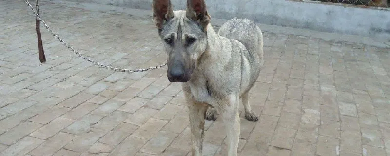 狼青犬幾個月變的兇猛