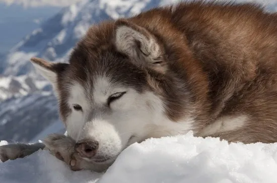 阿拉斯加冬天怕冷嗎，不怕冷成犬能承受-20℃溫度