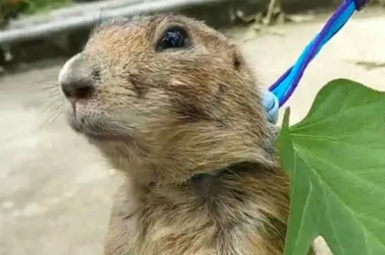 寵物土撥鼠粘人嗎