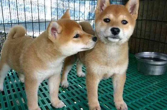 柴犬飼養禁忌