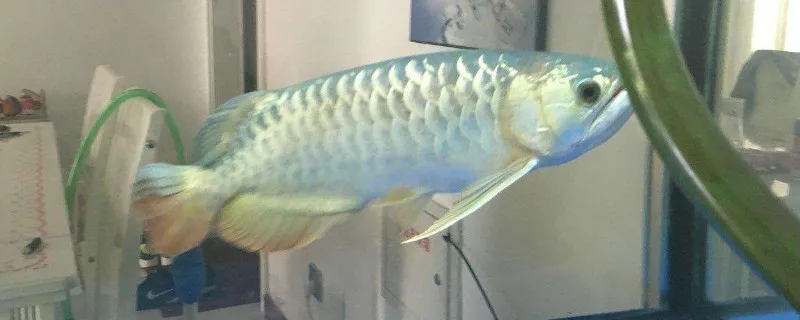 怎樣解決飛鳳吸龍魚