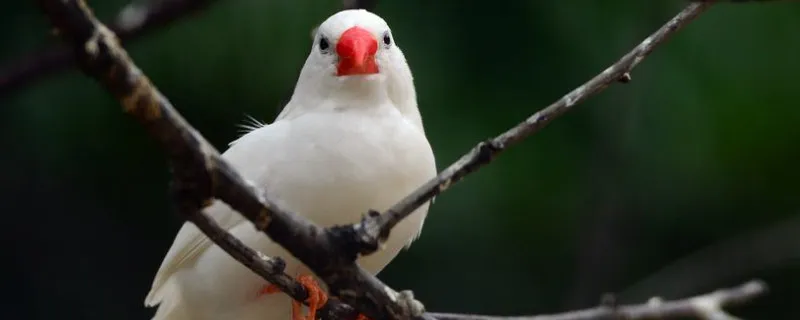 白珍珠鳥怎么分雌雄