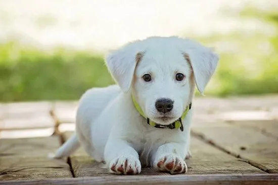 幼犬多久不拉屎不正常