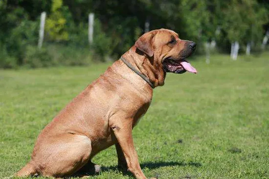 土佐犬咬人嗎