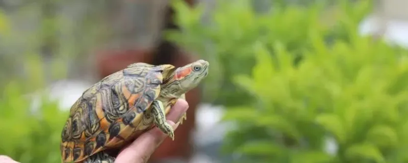 巴西龜吃魚嗎