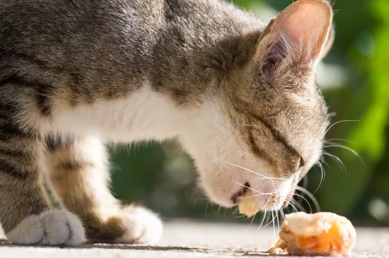 貓咪能吃獼猴桃嗎