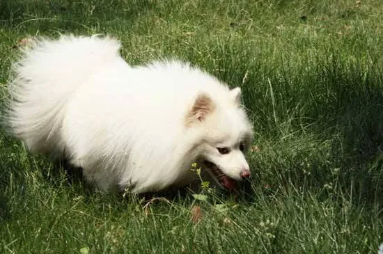 芬蘭狐貍犬生存年限