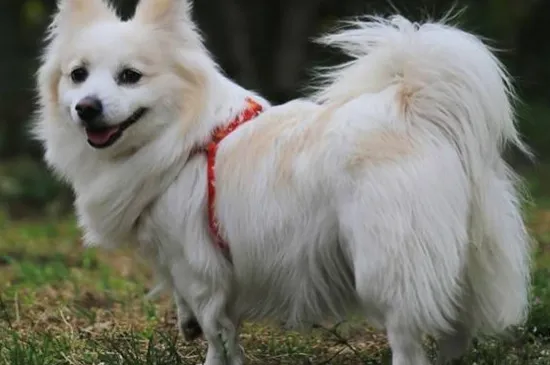 芬蘭狐貍犬生存年限