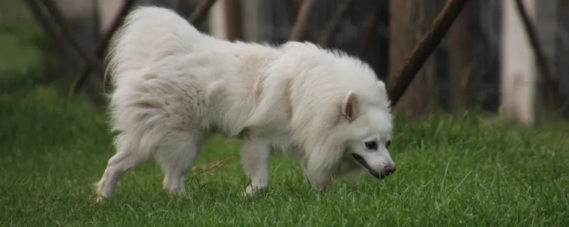 芬蘭狐貍犬生存年限