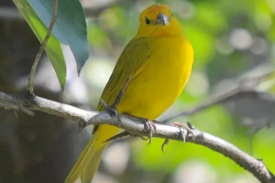 養鳥人一般都養什么鳥