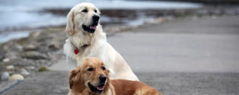 狗是怎么得狂犬病的