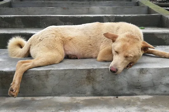 中國土狗在國外的身價，中華田園犬美國市價200-1000美元