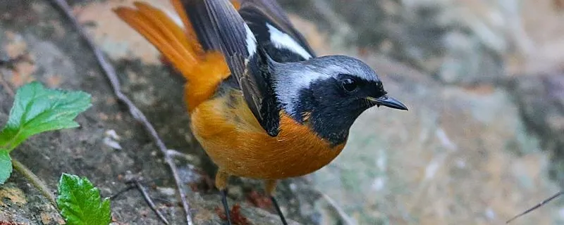 老野北紅尾鴝怎么開食