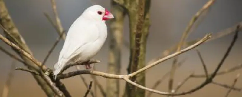 白文鳥可以吃不帶殼小米嗎