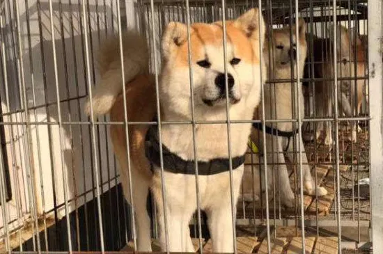 為什么養秋田犬的人少