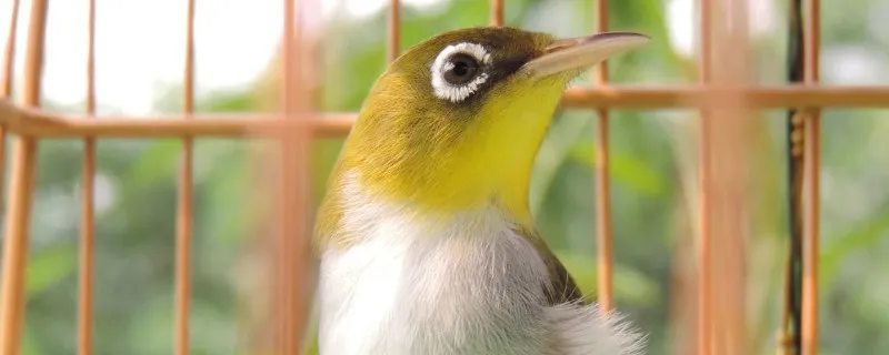 繡眼吃什么毛色油亮