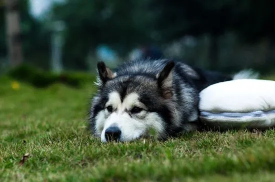 狗狗能吃什么蔬菜