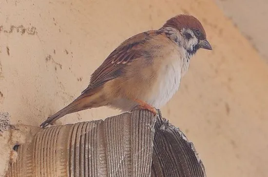 鳥怕人怎么辦