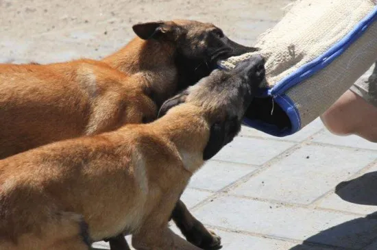 馬犬看家護院怎么樣