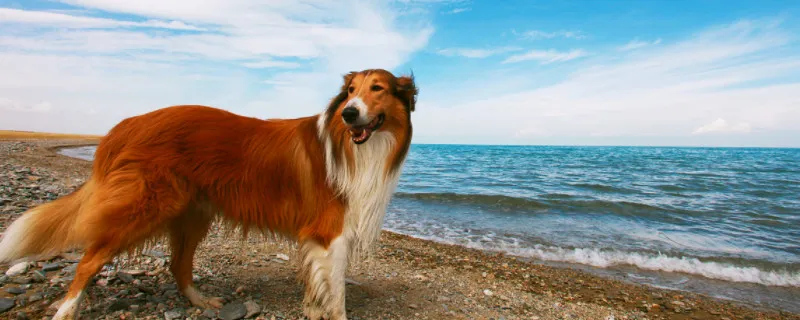 蘇牧犬是禁養犬嗎