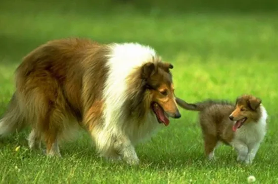 蘇牧犬是禁養犬嗎