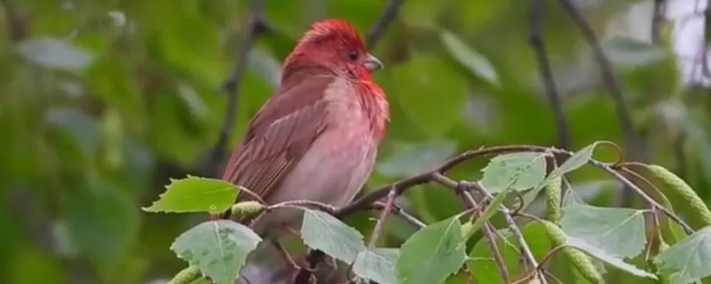 麻料鳥不開口怎么辦