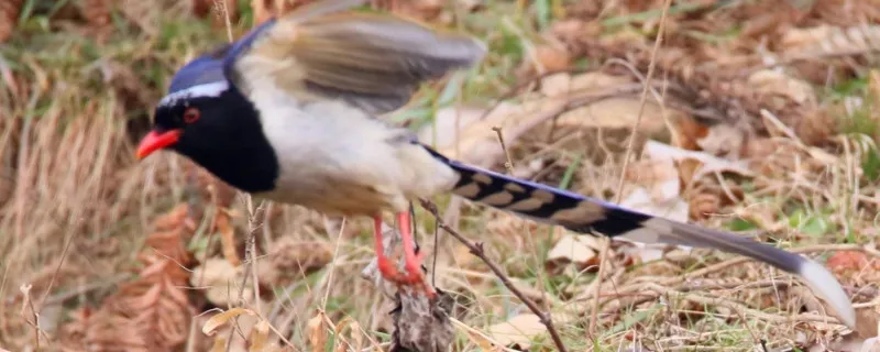 紅嘴藍鵲為什么吃幼鳥