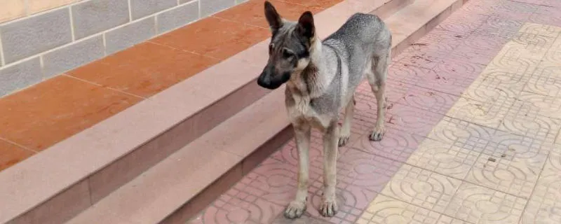 狼青幼犬喂什么長得快