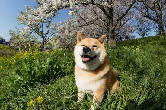 柴犬耳朵多久豎起來