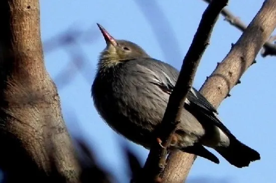 鳥為什么拉稀然后就死了