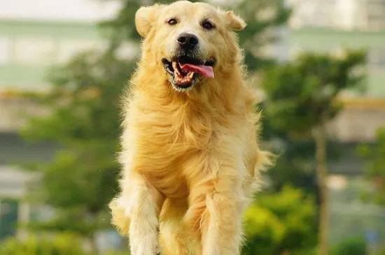 金毛怎么養?金毛犬的飼養方法